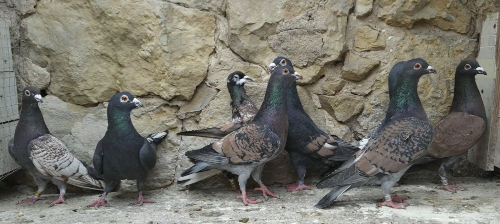 Pocztowe gołębie- toy/ frill stencill