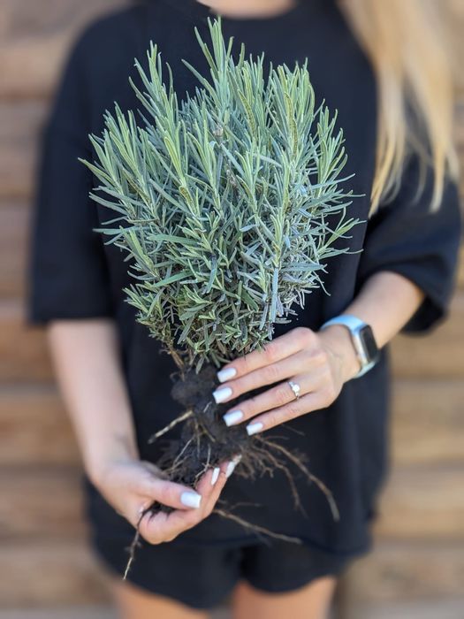 Лаванда  англійської вузьколистої.саджанці букети Манстед Гро