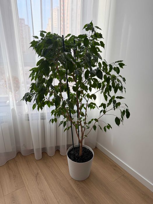 Фікус Бенджаміна 155см