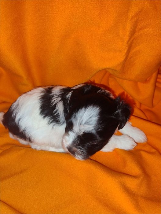 Yorkshire terrier Black end white piesek