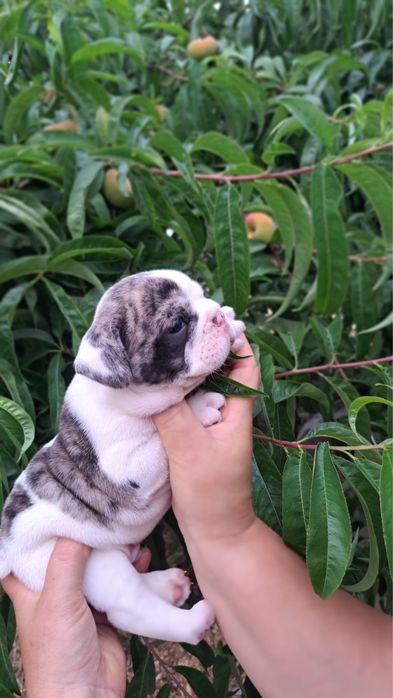 Bulldog francês macho