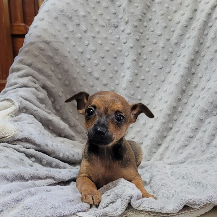 Pinscher miniatura femea