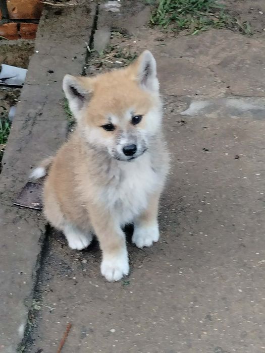 Akita inu japońska