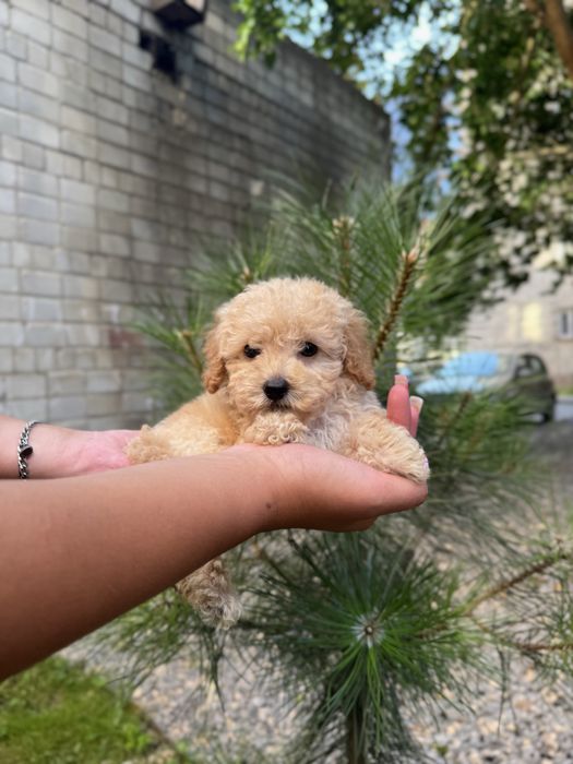 Мальтипу Ф1/Ф2 ПРЕМІУМ