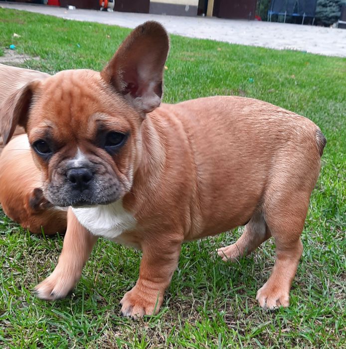 Szczeniaczek buldog francuski