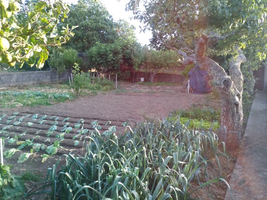 Moradia com logradouro e terreno de cultivo