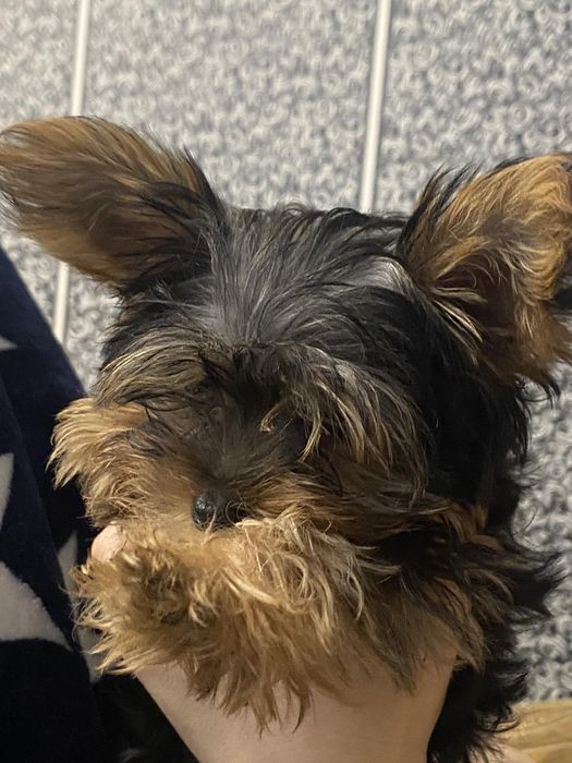 Йорк для в'язки   звертатися в приват