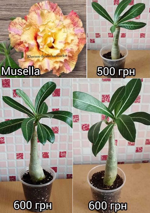 Адениум привитый Love in а fallen city