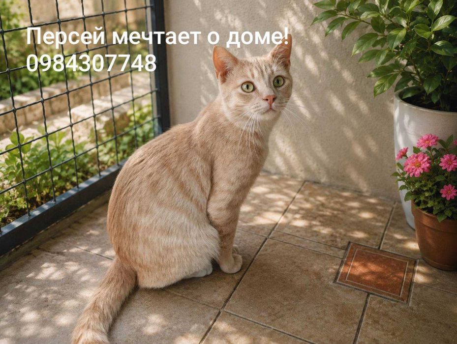 Ласковый  малыш Персей ищет дом!