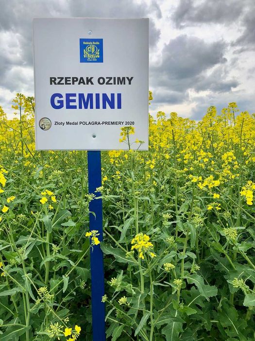 Rzepak Gemini z zaprawą insektycydową