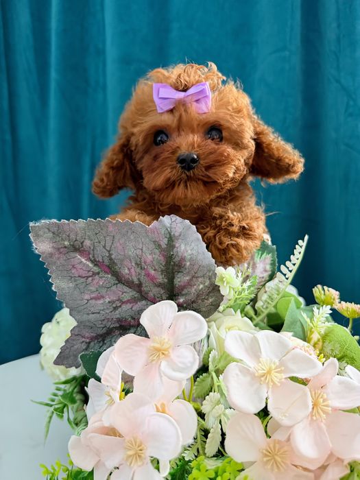 Maltipoo xs suczka  Pickup  docelowa waga 1,800kg