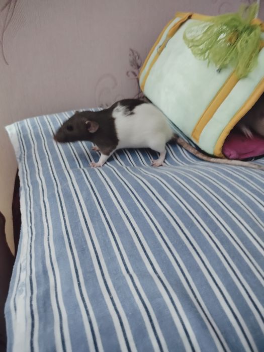 Пацючки дівчатка