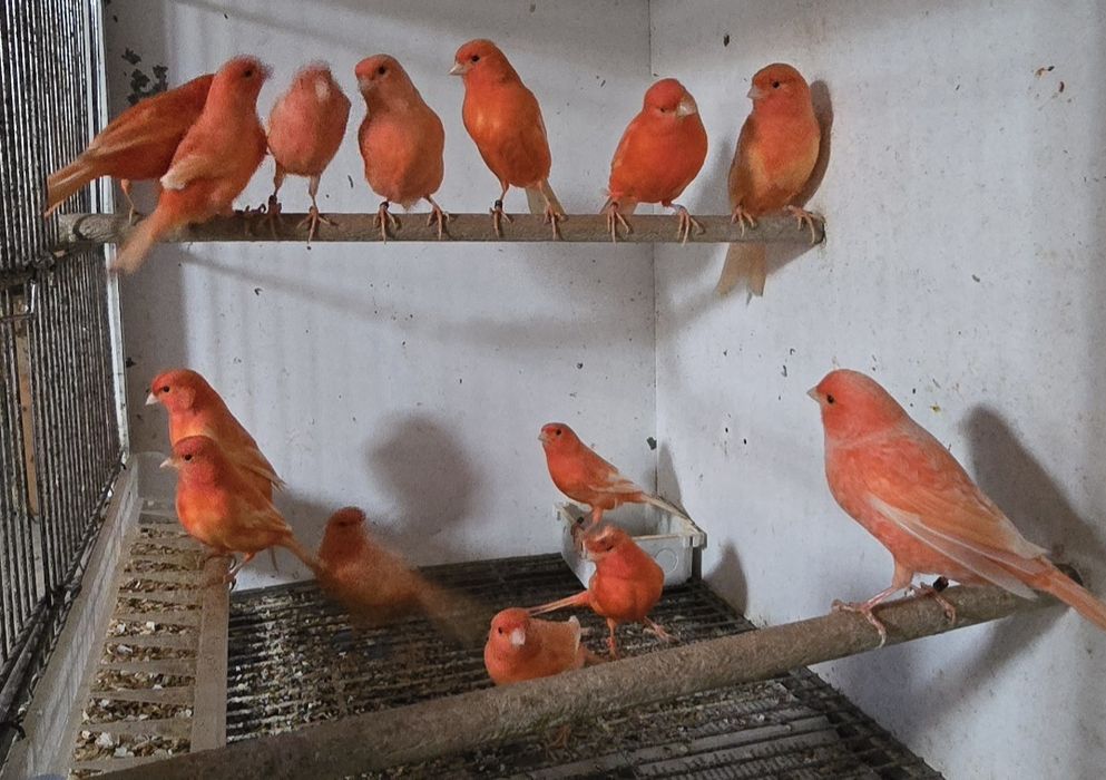 Vendo canários de raça