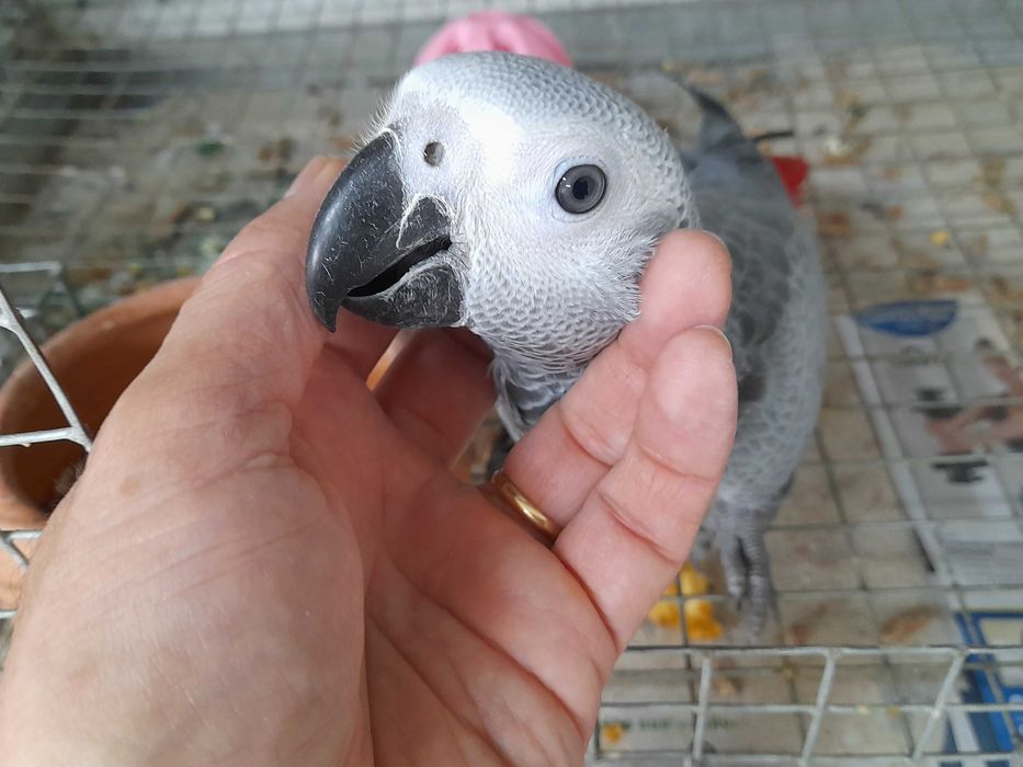 Papagaios Cinzentos, bebés de 2025