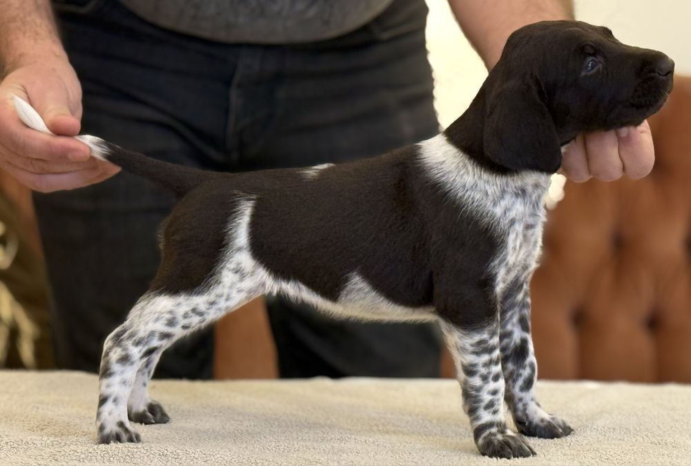 Wyżeł Niemiecki Krótkowłosy