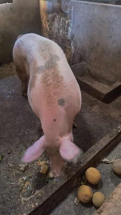 Porca malhada caseira