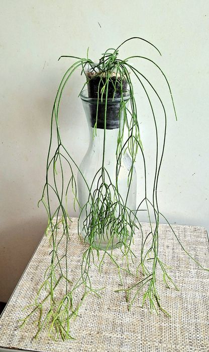 Рипсаліс волосоподібний і др.