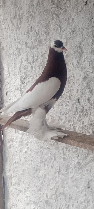Gardlacze czeskie