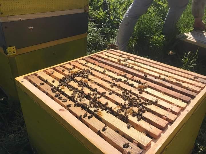 Продам бджолопакети КАРНІКА.