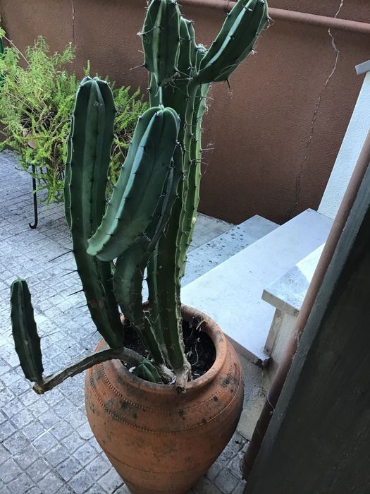 Planta -cato grande num bonito pote rústico