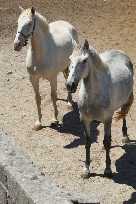 Eguas Lusitanas Puras