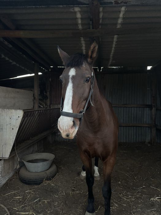 Egua castanha cruzada com lusitano