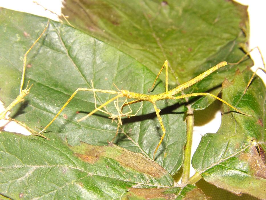 Młode patyczaki bardzo łatwe do utrzymania