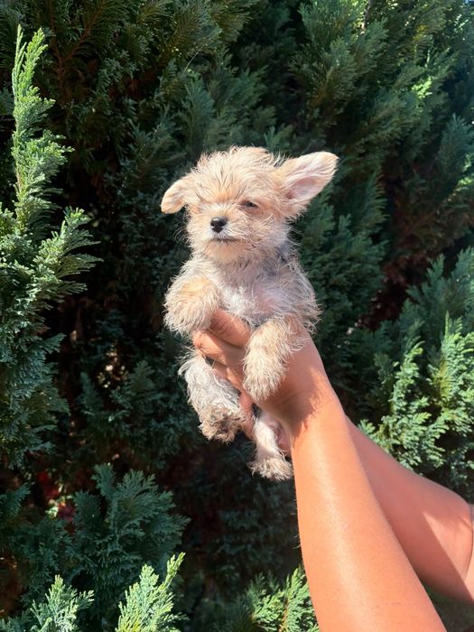 Yorkshire terrier