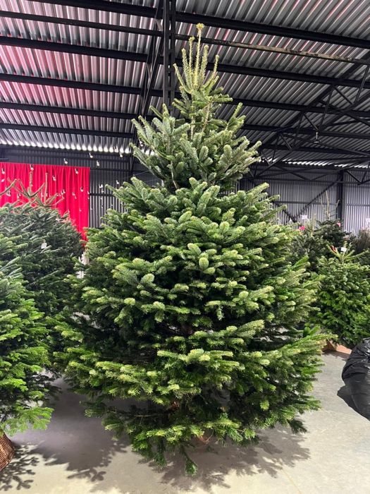 ОПТ Гурт Ялинка Нордман Nordmann VIP