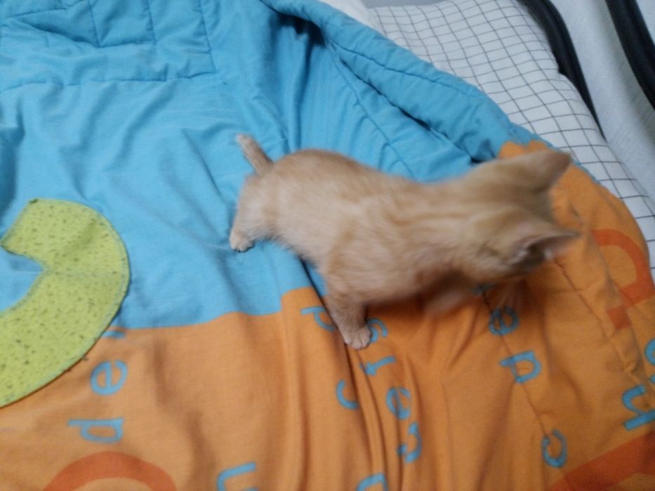 Dou gartinho macho em boas mãos
