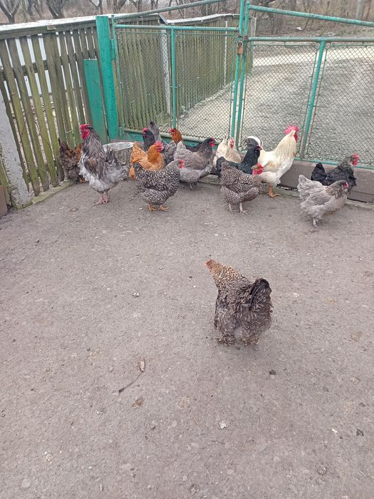 Інкубаційні яйця курей м'ясо-яєчних порід.