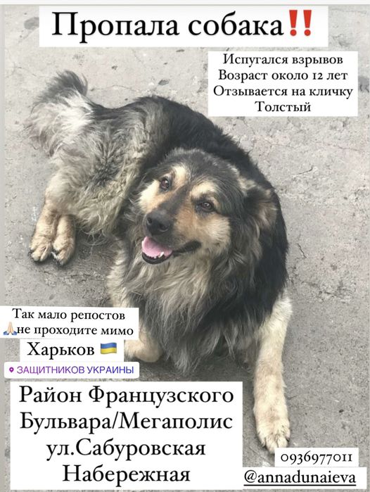 Пропала собака в Харькове