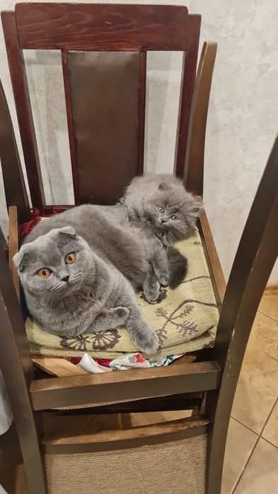 Шотландські кошенята