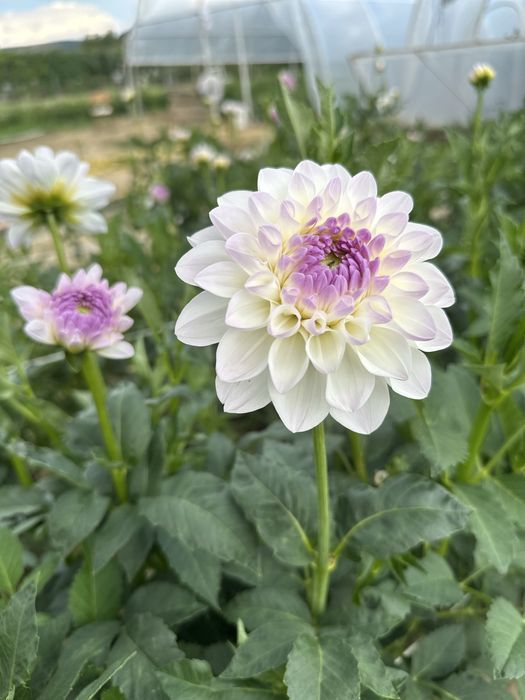 Жоржина георгіна Евеліна цілий великий кущ (на 3–4 поділки)