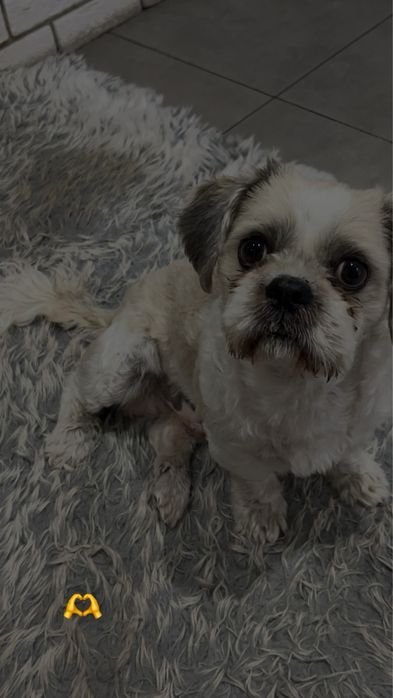 ‼️ ZAGINĄŁ PIES – SHIH TZU ‼️