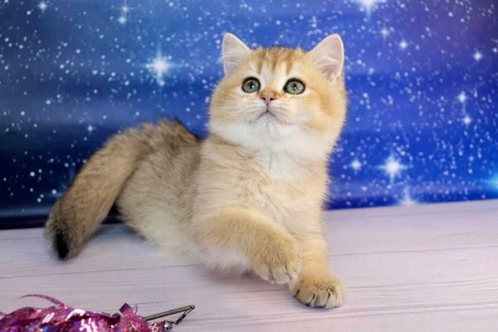 Британський чистокровний хлопчина