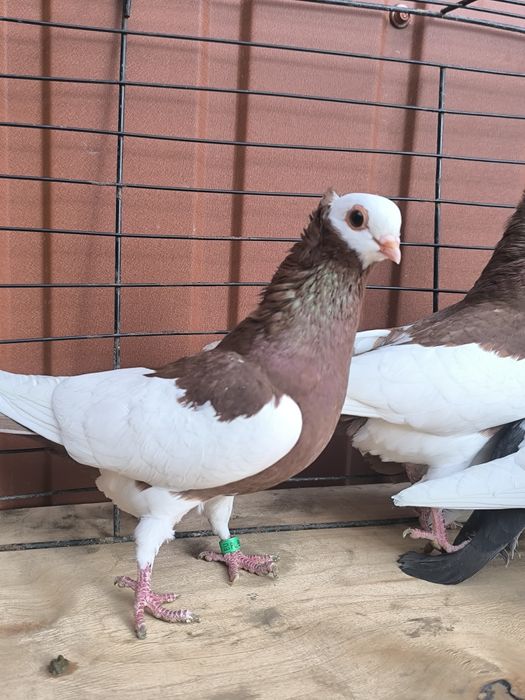 Samice samiczki koroniarz koroniarze gołębie ozdobne