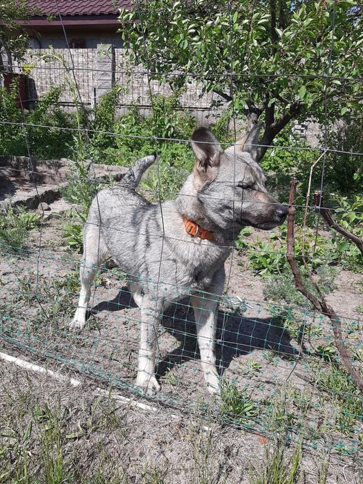 Віддамо в добрі руки собачку