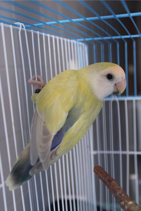 Agapornis roseicollis macho