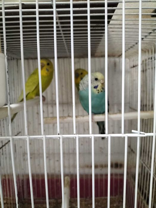 Periquitos zona de Leiria