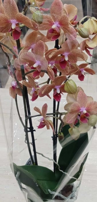 Орхідея фаленопсіс