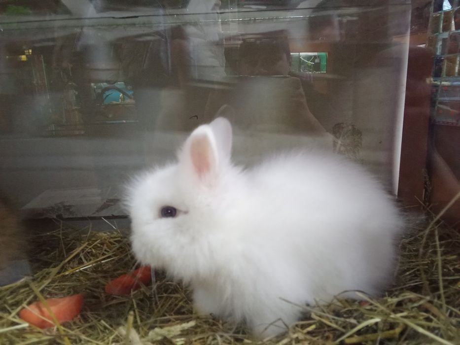 Білий пухнастий декоративний карликовий кролик