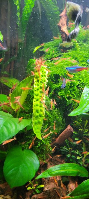 Krewetka akwariowa neocaridina