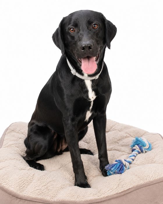 Kiko - Cão Perfeito para Adoção. Raçado de labrador