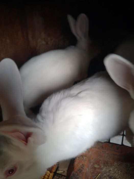 Продаж кроликів термонці