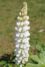 Łubin nasiona, paszowe, eko