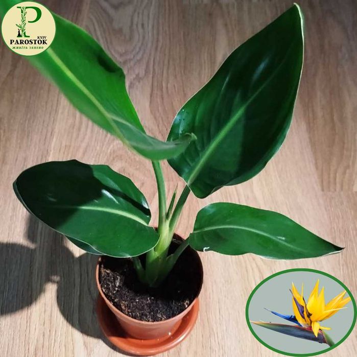 Стреліція Реджіна (Strelitzia Reginae).