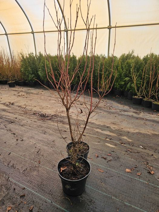 CAC Borówka Amerykańska!2,3,4 letnie Sadzonki Miododajne do 90cm