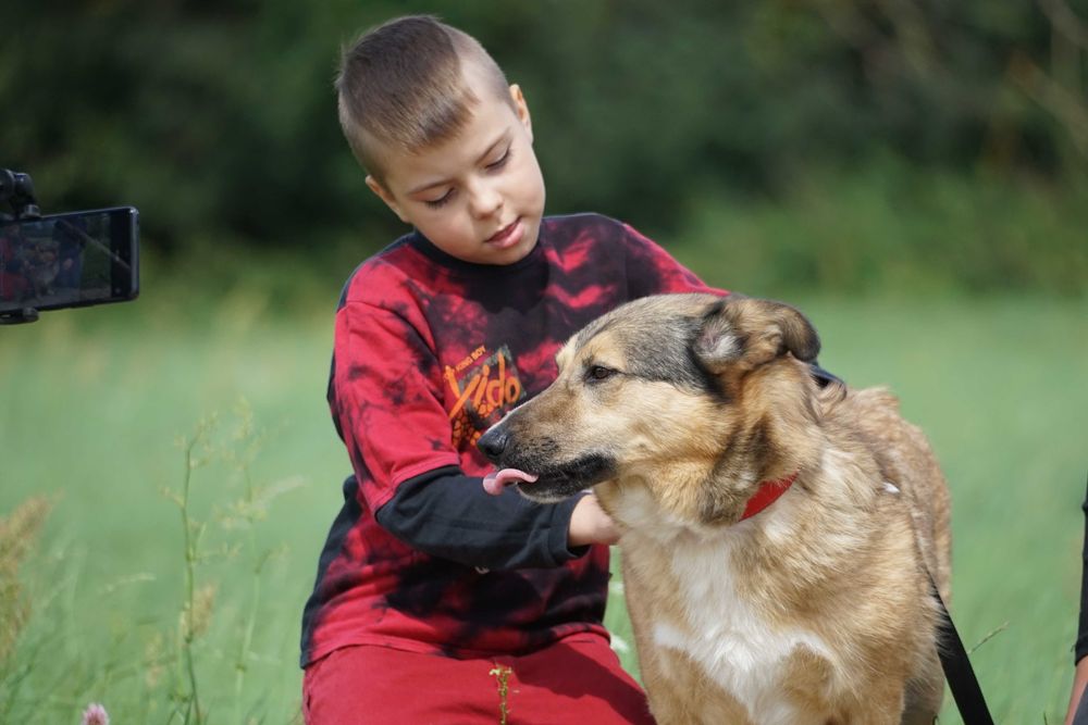 Władzio - mega fajny pies szuka domu