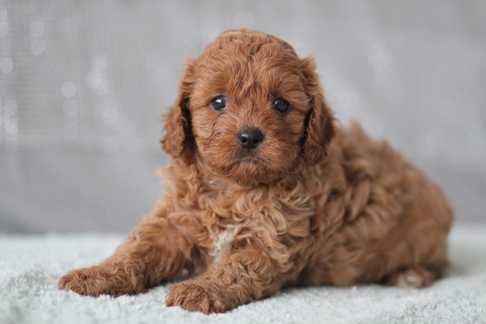 *** Suczka Cavapoo**